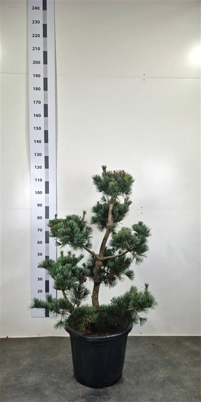 Pinus parv. 'Himburgii' - 80-100 CM Bonsai Cont.